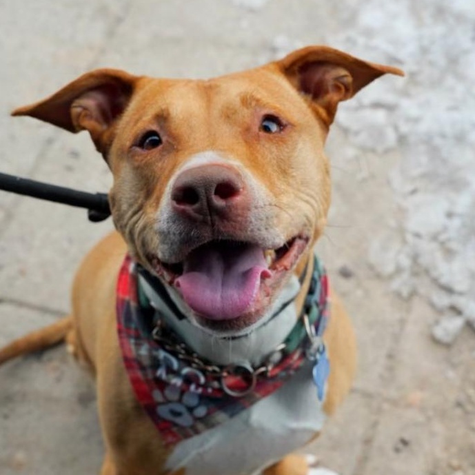 3 Legged Love - Mr. Lucky, Adoptable, Adult Male American Bulldog.