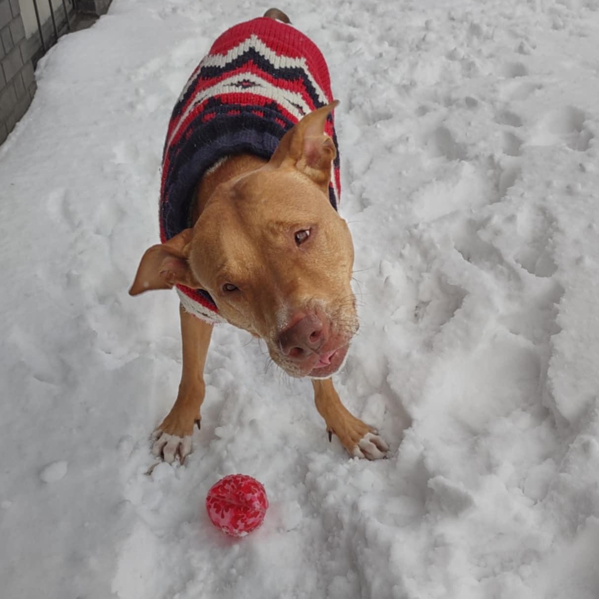 3 Legged Love, a Adoptable mixed breed in Richmond Hill, ON image 5/6