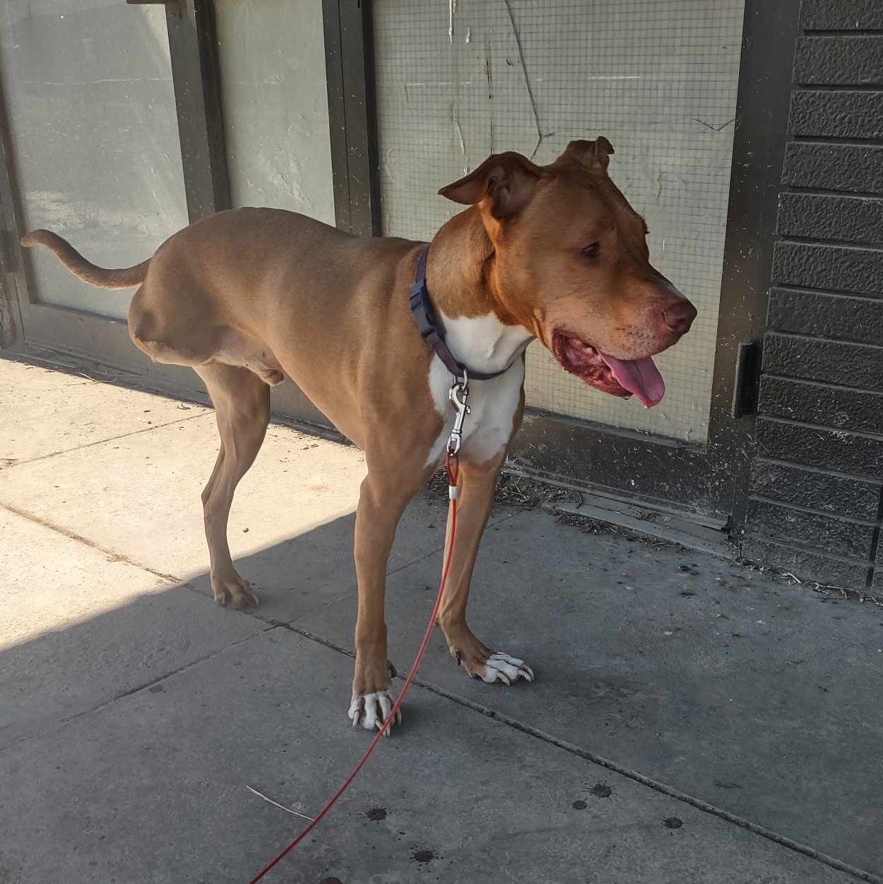 3 Legged Love, an adoptable American Bulldog in Richmond Hill, ON, L4E 2M8 | Photo Image 1