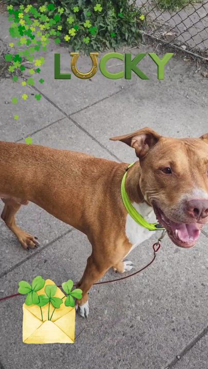 Enlarge 3 Legged Love, a Adoptable mixed breed in Richmond Hill, ON video 6/6