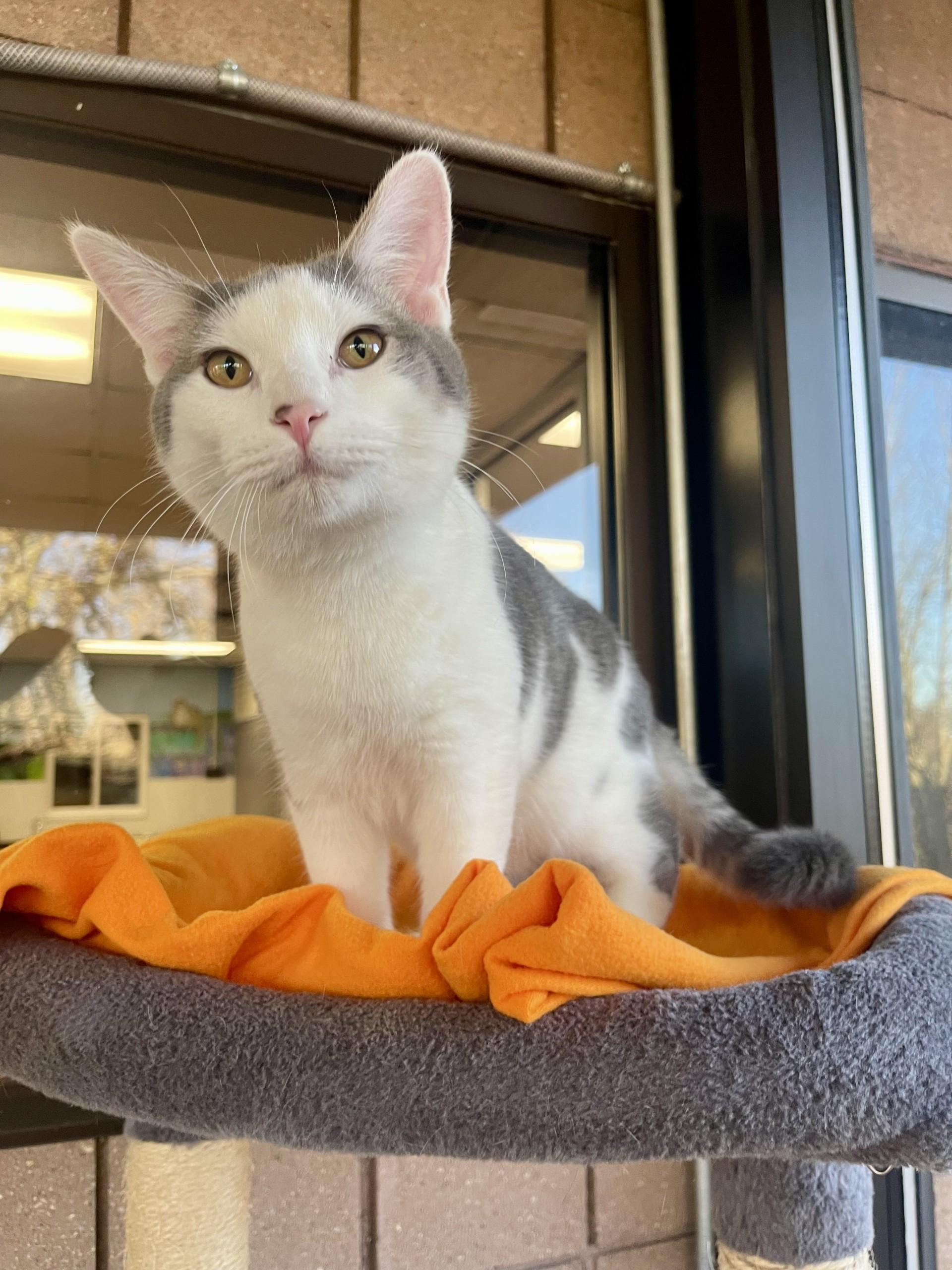 Enlarge Milton, a Adoptable mixed breed in Battle Creek, MI image 2/5