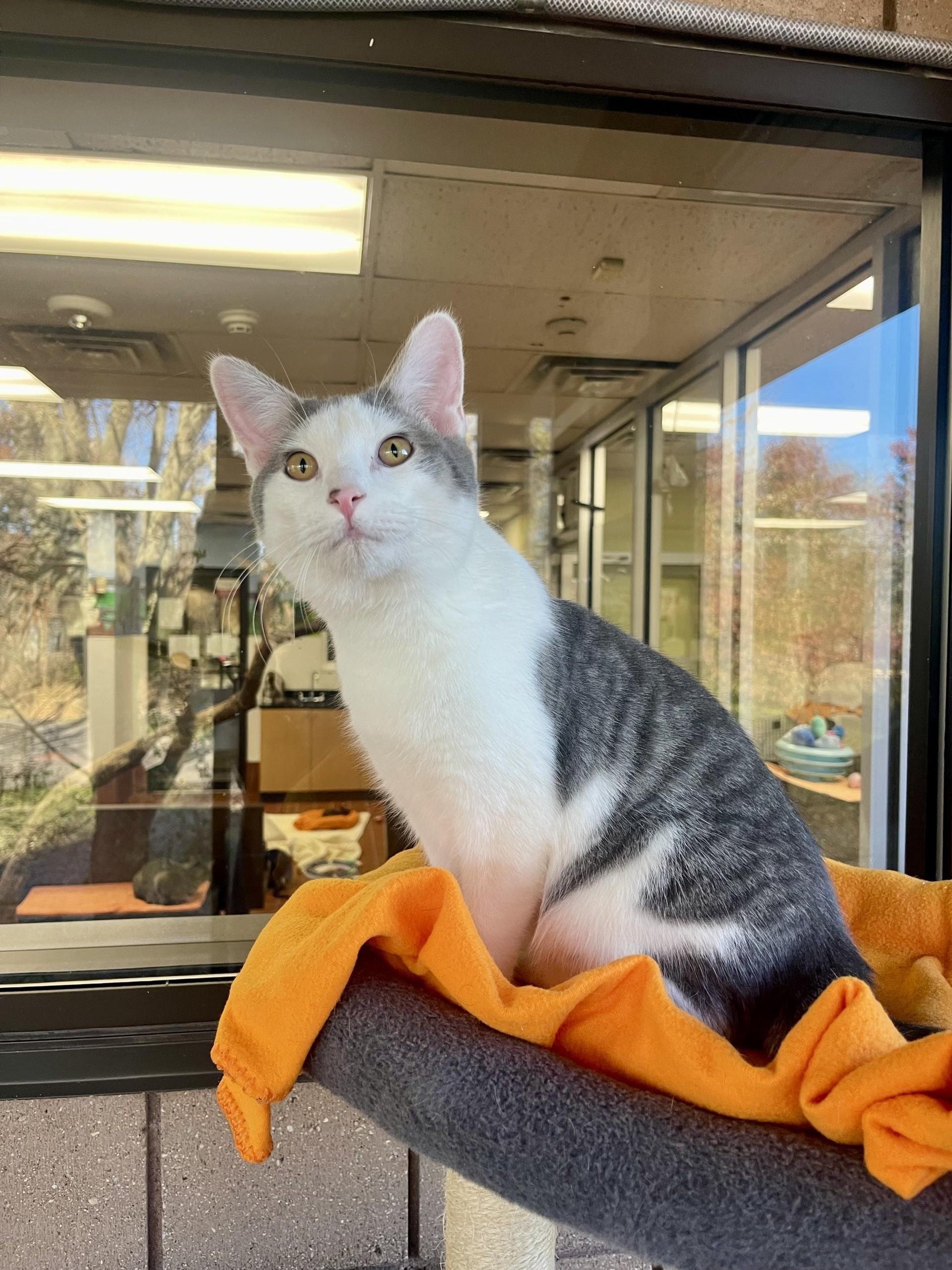 Enlarge Milton, a Adoptable mixed breed in Battle Creek, MI image 1/5