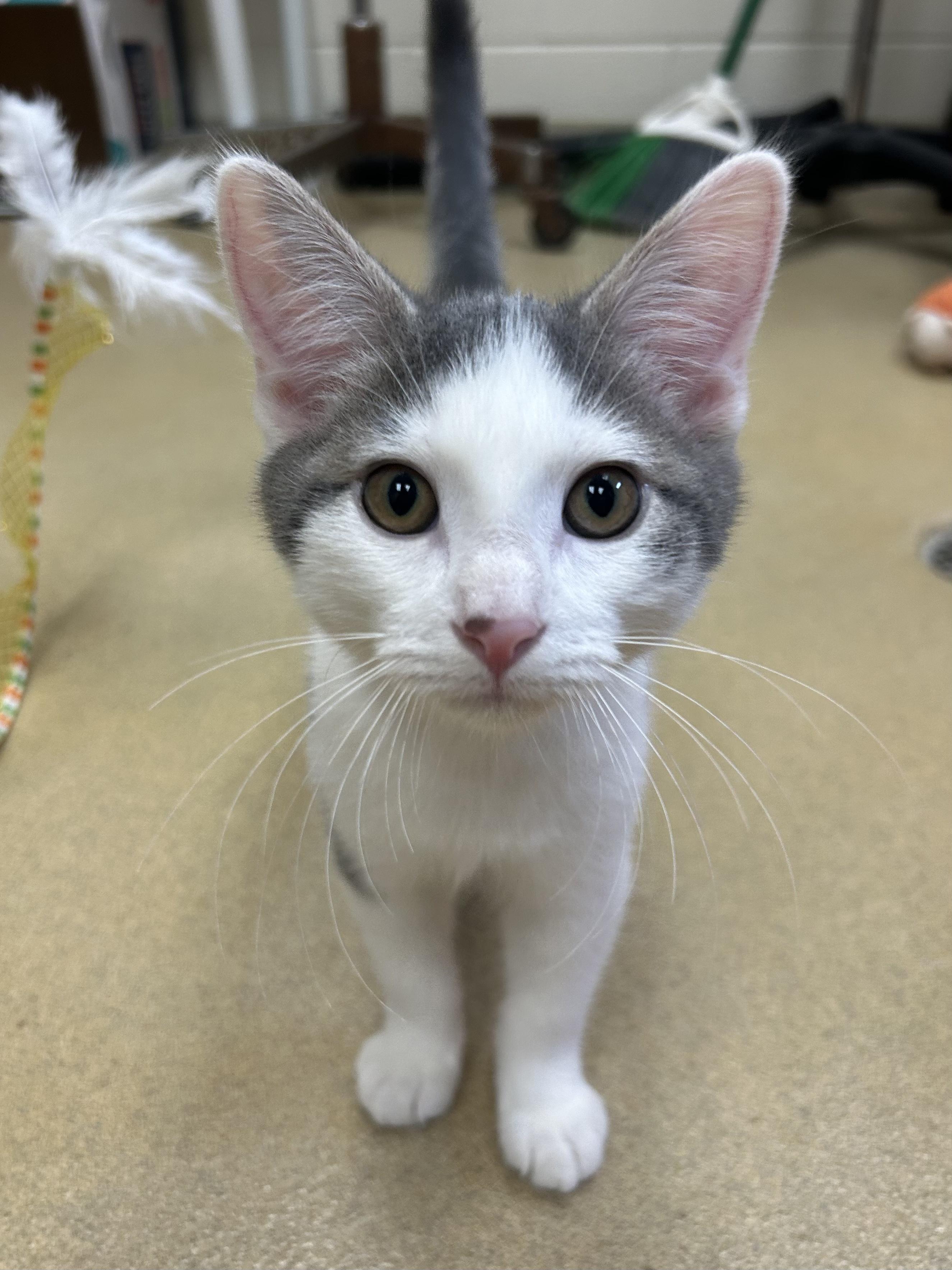 Enlarge Milton, a Adoptable mixed breed in Battle Creek, MI image 4/5