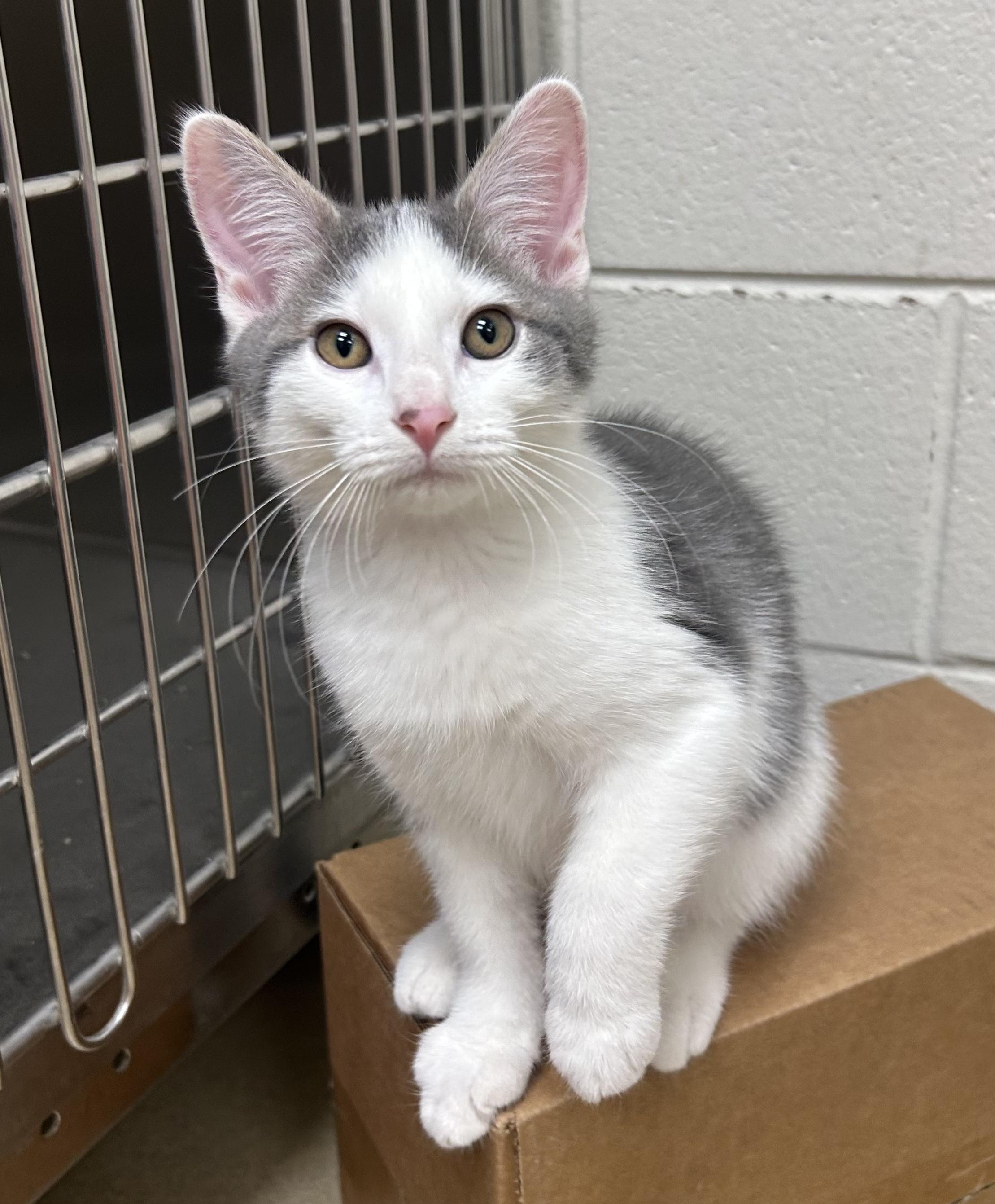 Enlarge Milton, a Adoptable mixed breed in Battle Creek, MI image 5/5