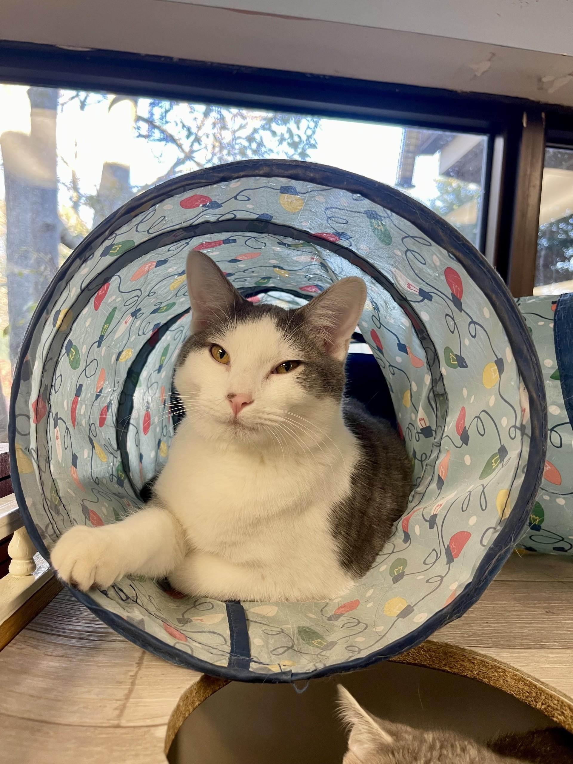 Enlarge Milton, a Adoptable mixed breed in Battle Creek, MI image 3/5