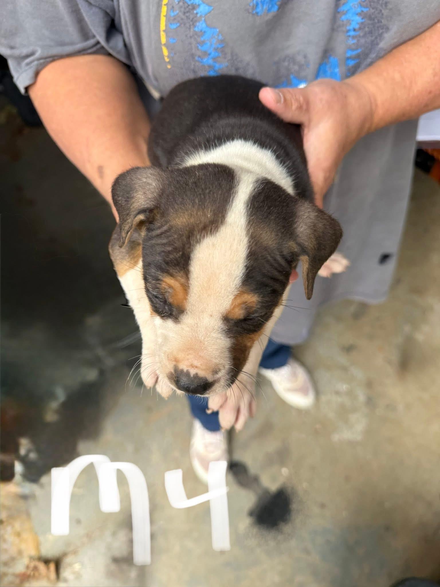 Loki, a Adoptable mixed breed in Newfoundland, NJ image 2/2