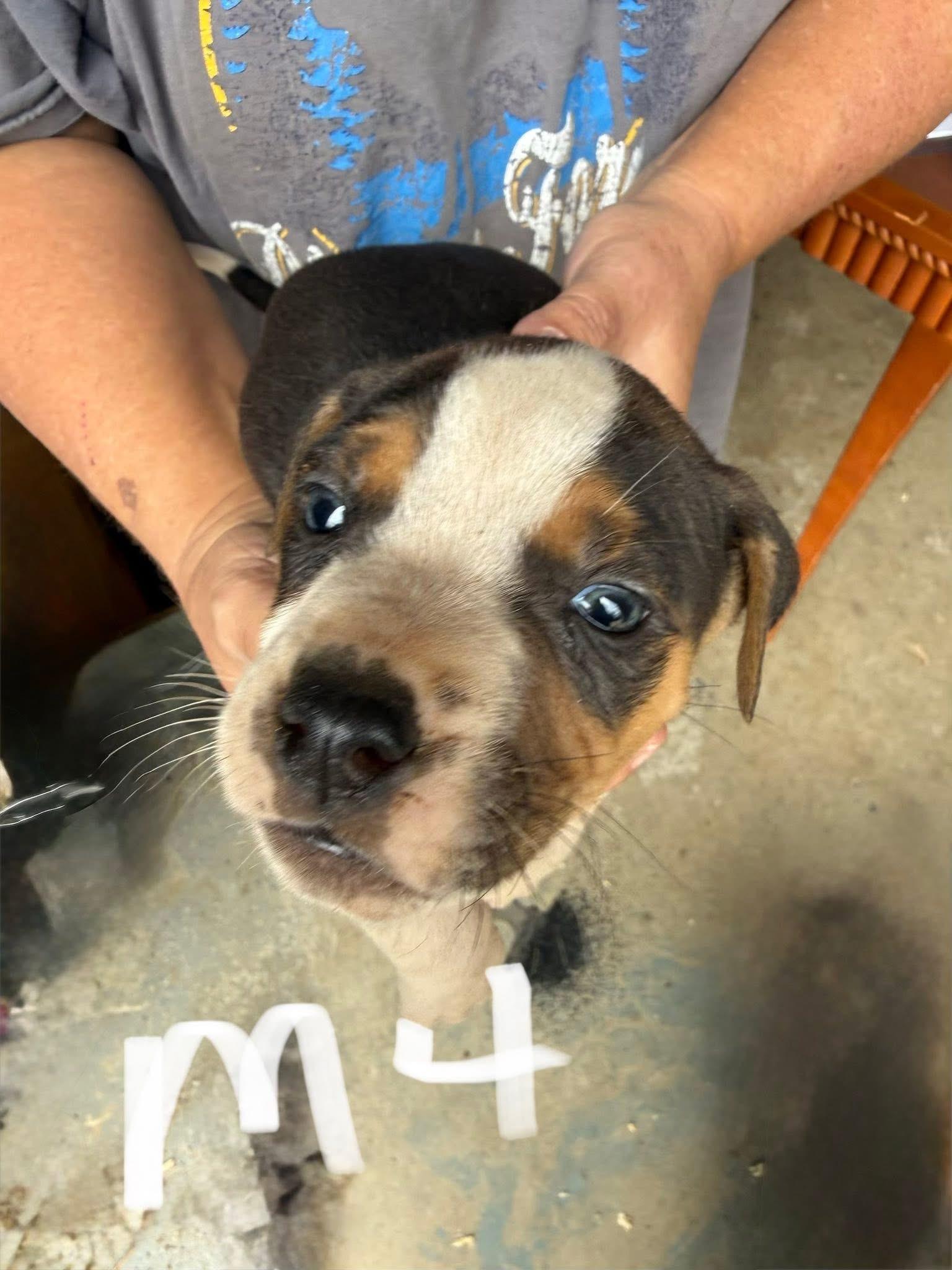 Loki, Adoptable, Puppy Male Labrador Retriever & Pit Bull Terrier.