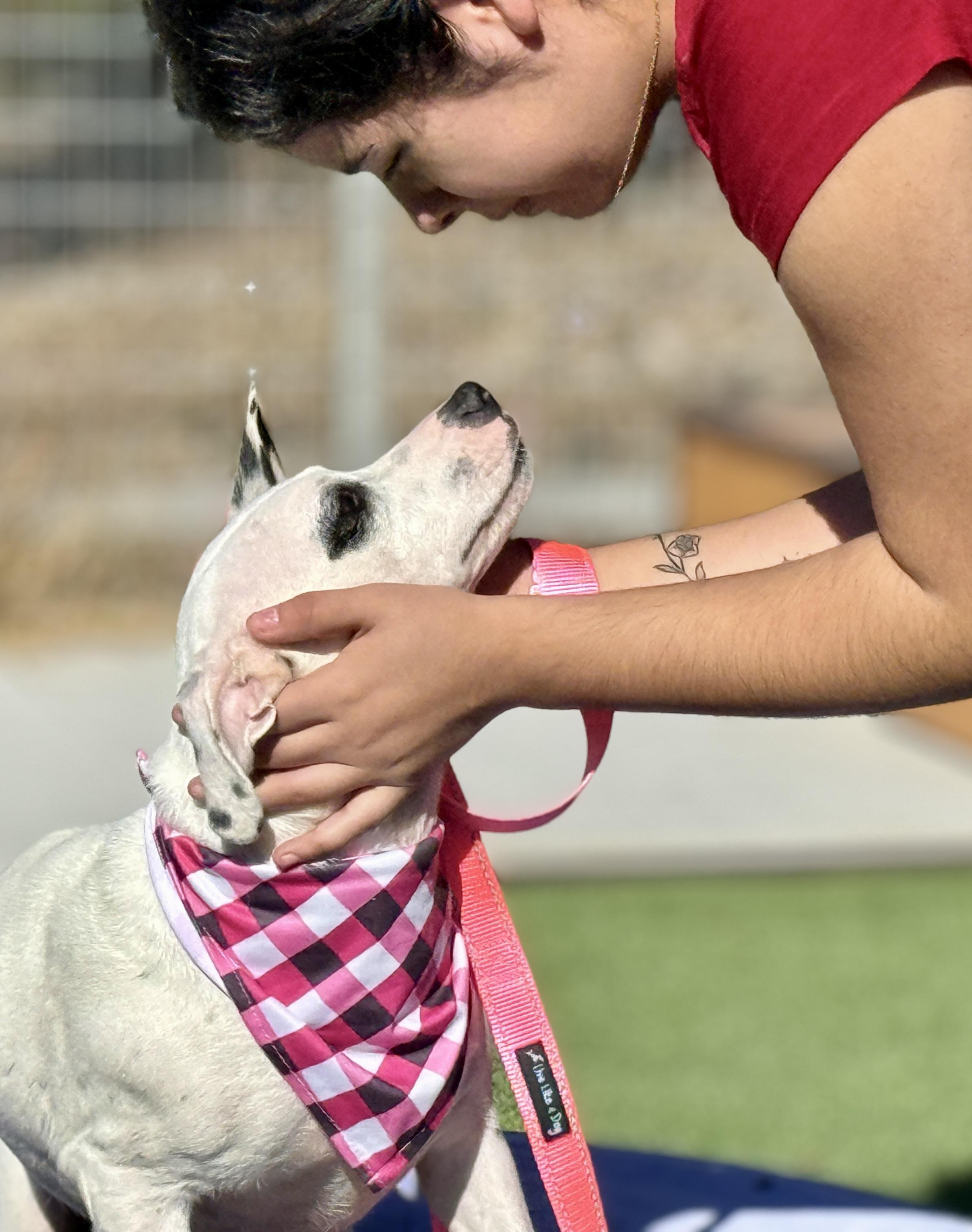 Enlarge  Orchid - sweetest dog!, a Adoptable Dalmatian in Austin, TX image 2/5
