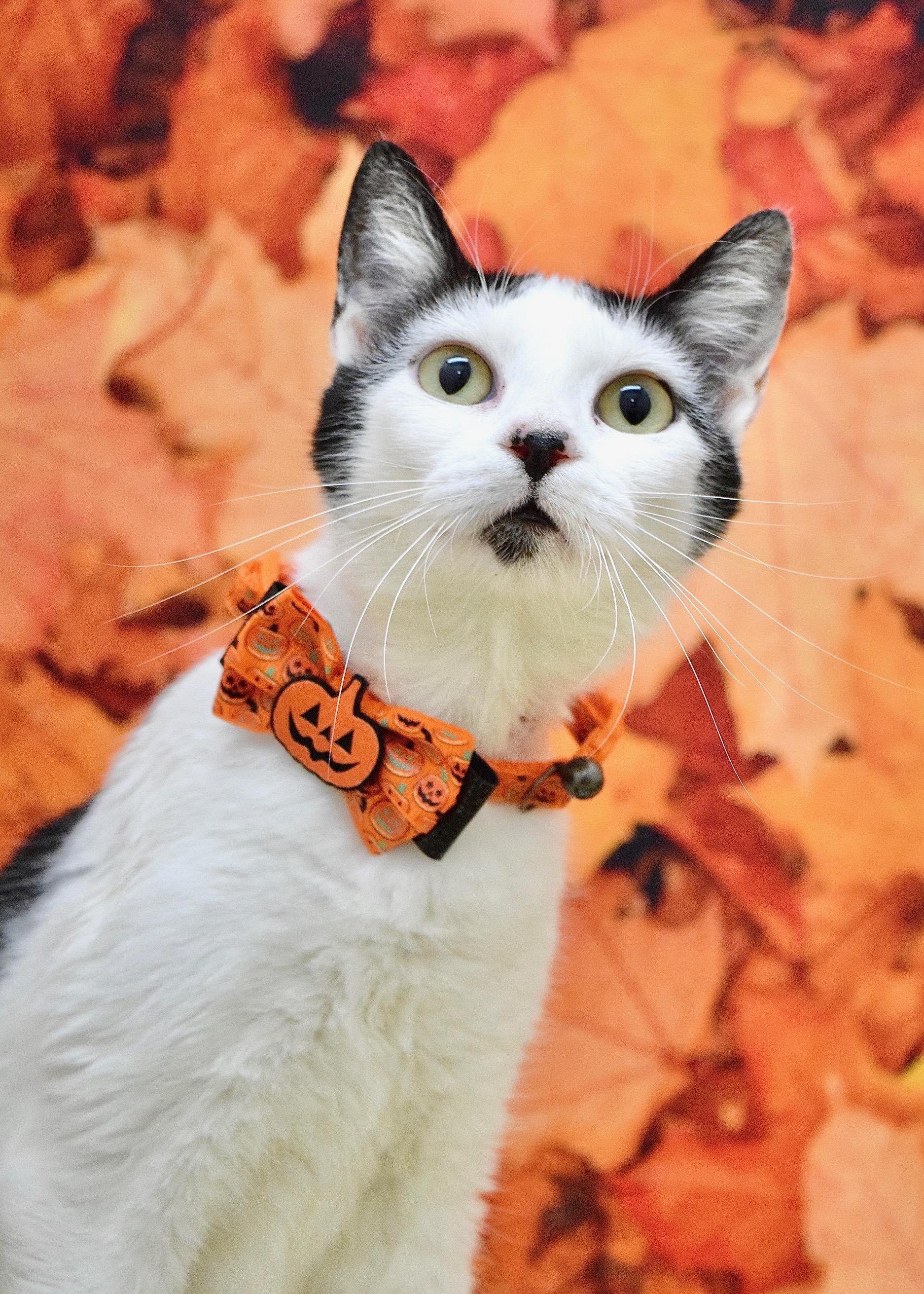 Morticia, Adoptable, Young Female Domestic Short Hair.