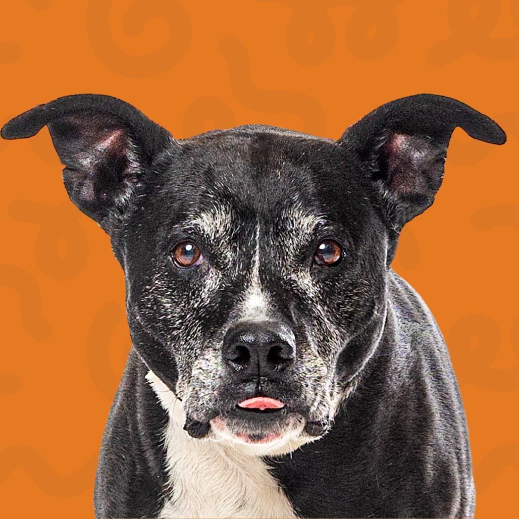 Enlarge Shushu, a Adoptable Pit Bull Terrier in Reno, NV image 1/6