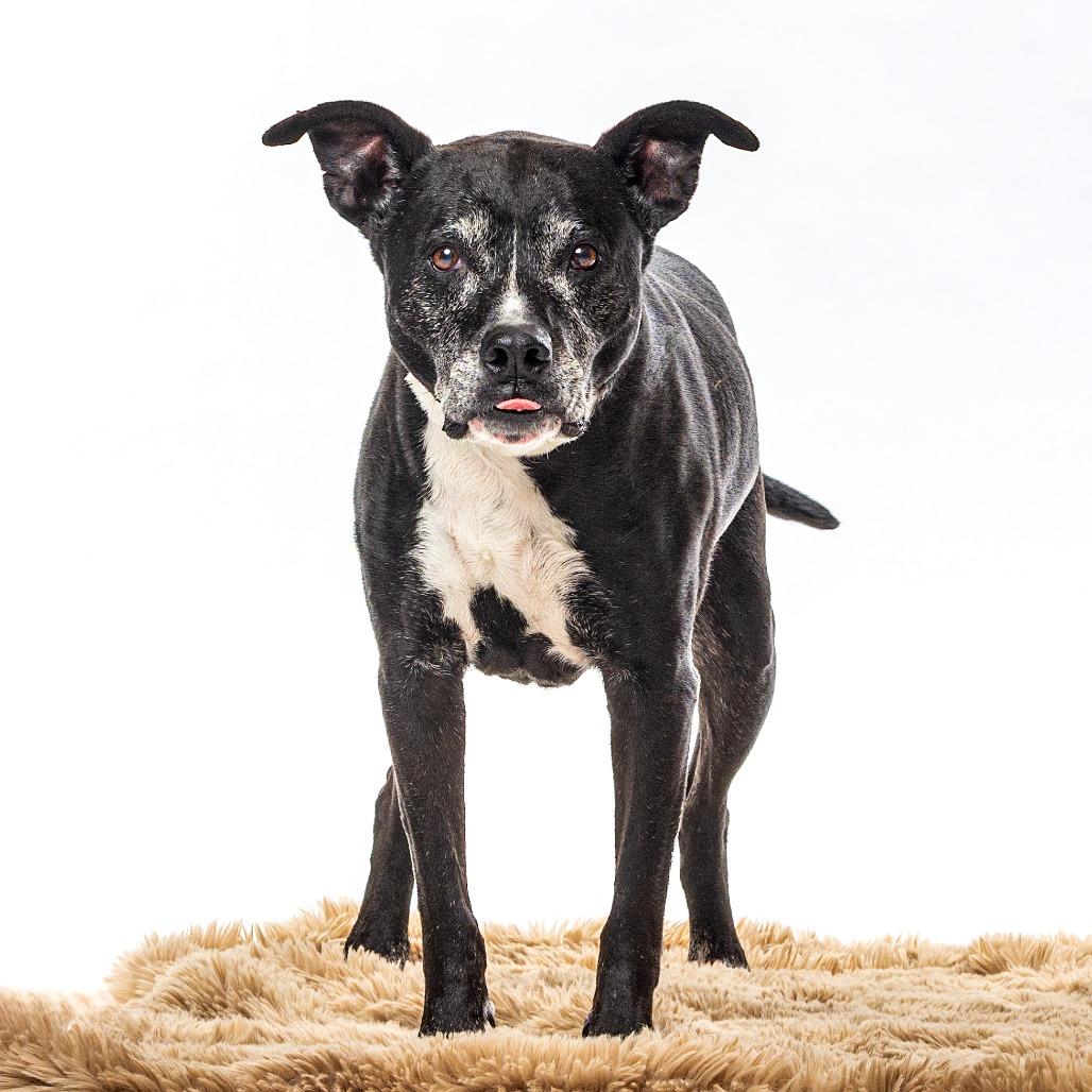 Enlarge Shushu, a Adoptable Pit Bull Terrier in Reno, NV image 2/6