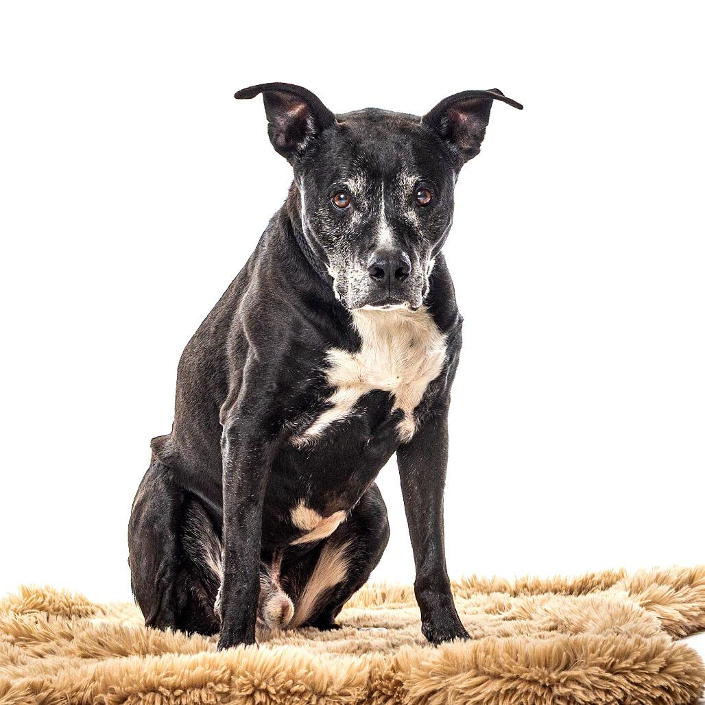 Enlarge Shushu, a Adoptable Pit Bull Terrier in Reno, NV image 3/6