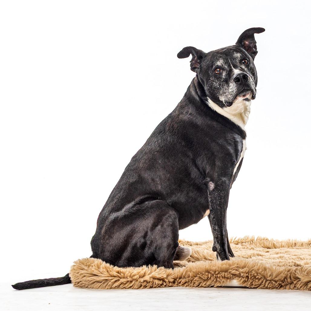 Enlarge Shushu, a Adoptable Pit Bull Terrier in Reno, NV image 4/6