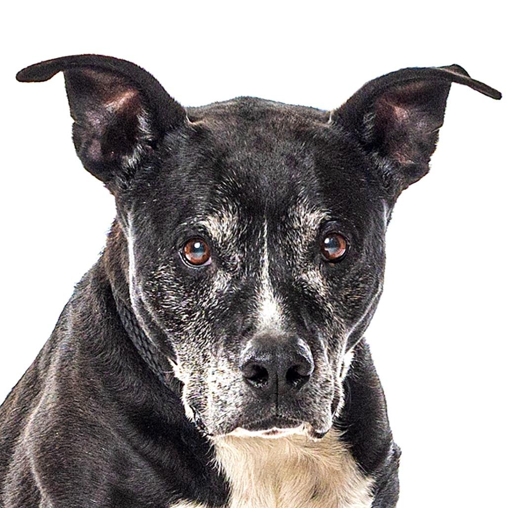 Enlarge Shushu, a Adoptable Pit Bull Terrier in Reno, NV image 5/6
