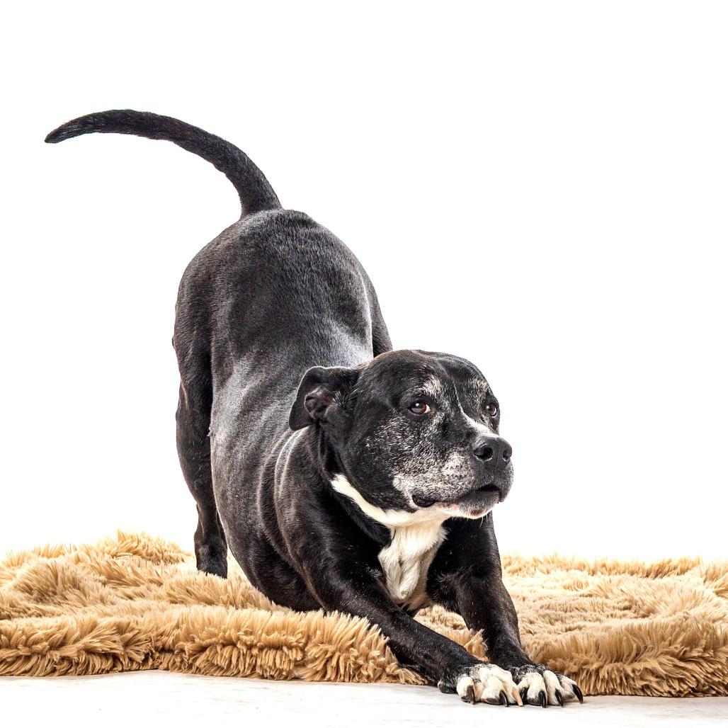 Enlarge Shushu, a Adoptable Pit Bull Terrier in Reno, NV image 6/6