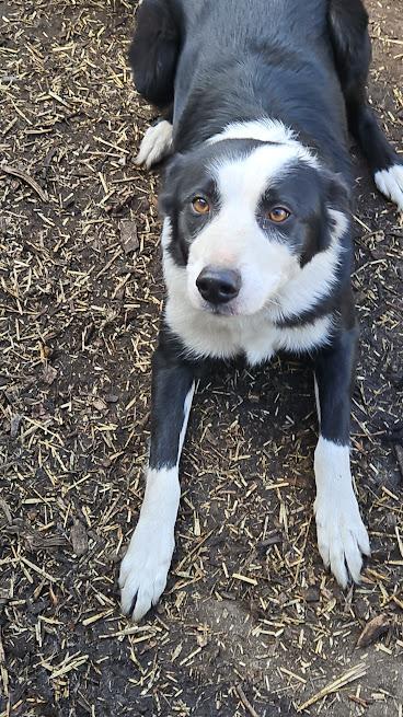 Enlarge Lexi, a Adopted mixed breed in Watertown, SD image 3/4