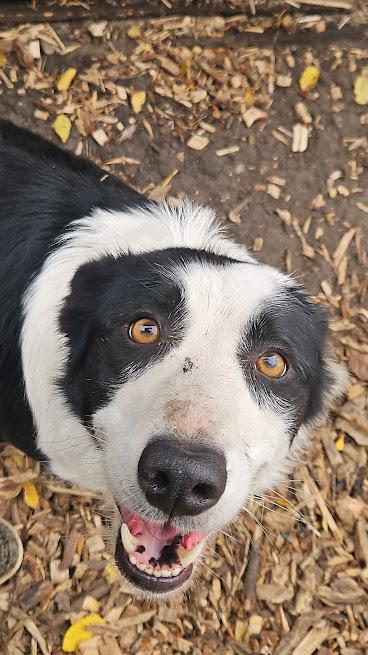Enlarge Lexi, a Adopted mixed breed in Watertown, SD image 4/4