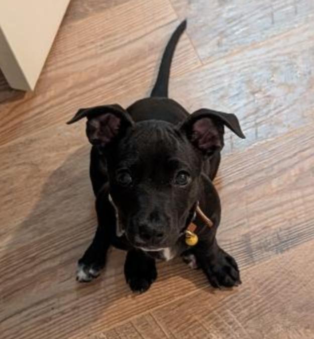 Enlarge DOOGIE, a Adoptable mixed breed in Carroll, OH image 4/4