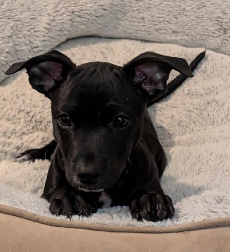 Enlarge DOOGIE, a Adoptable mixed breed in Carroll, OH image 3/4