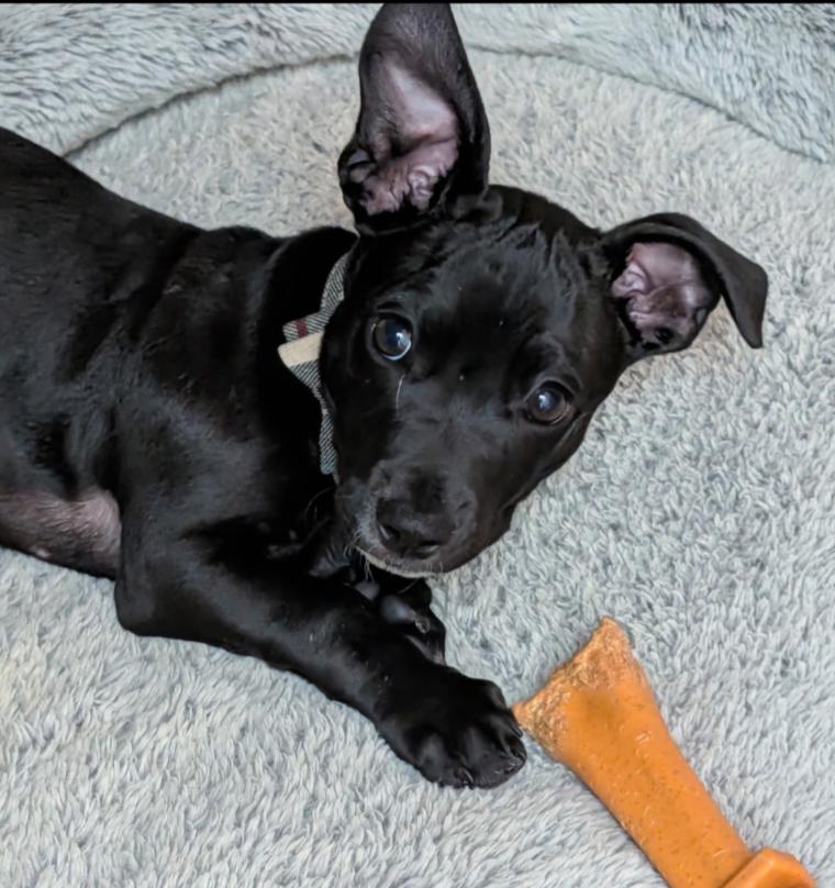 Enlarge DOOGIE, a Adoptable mixed breed in Carroll, OH image 2/4