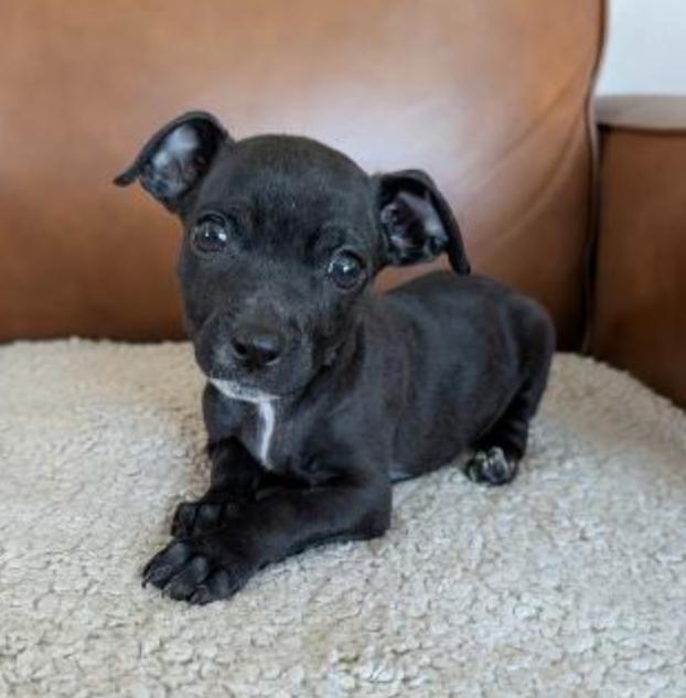 DOOGIE, Adoptable, Puppy Male Chihuahua & Pit Bull Terrier.