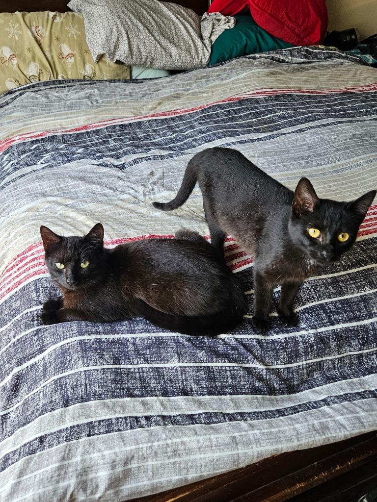 Mary, Adoptable, Kitten Female Domestic Short Hair.