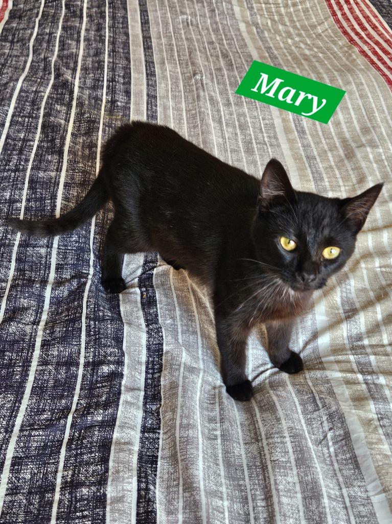 Enlarge Mary, a Adoptable mixed breed in Manchester, TN image 2/2