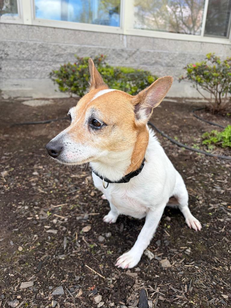 Belle (Muriel), Adoptable, Adult Female Jack Russell Terrier & Mixed Breed.