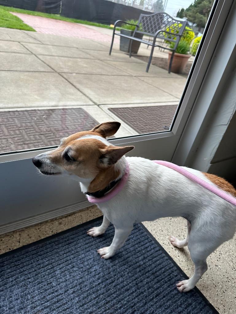 Belle (Muriel), a Adoptable mixed breed in Newberg, OR image 2/6