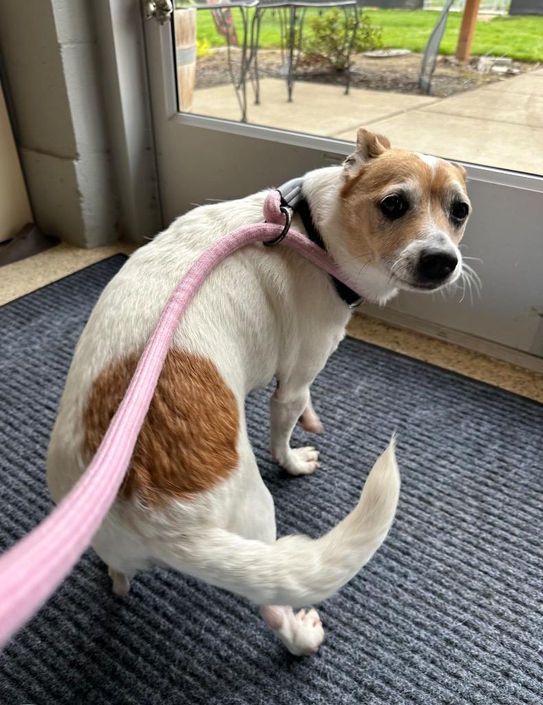 Belle (Muriel), a Adoptable mixed breed in Newberg, OR image 3/6