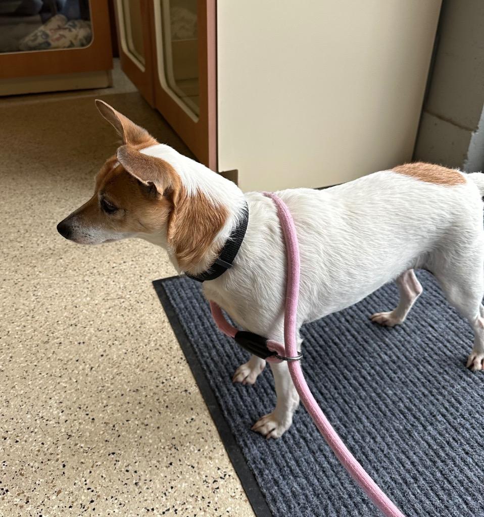 Belle (Muriel), a Adoptable mixed breed in Newberg, OR image 4/6