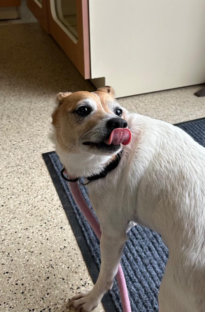 Belle (Muriel), a Adoptable mixed breed in Newberg, OR image 5/6