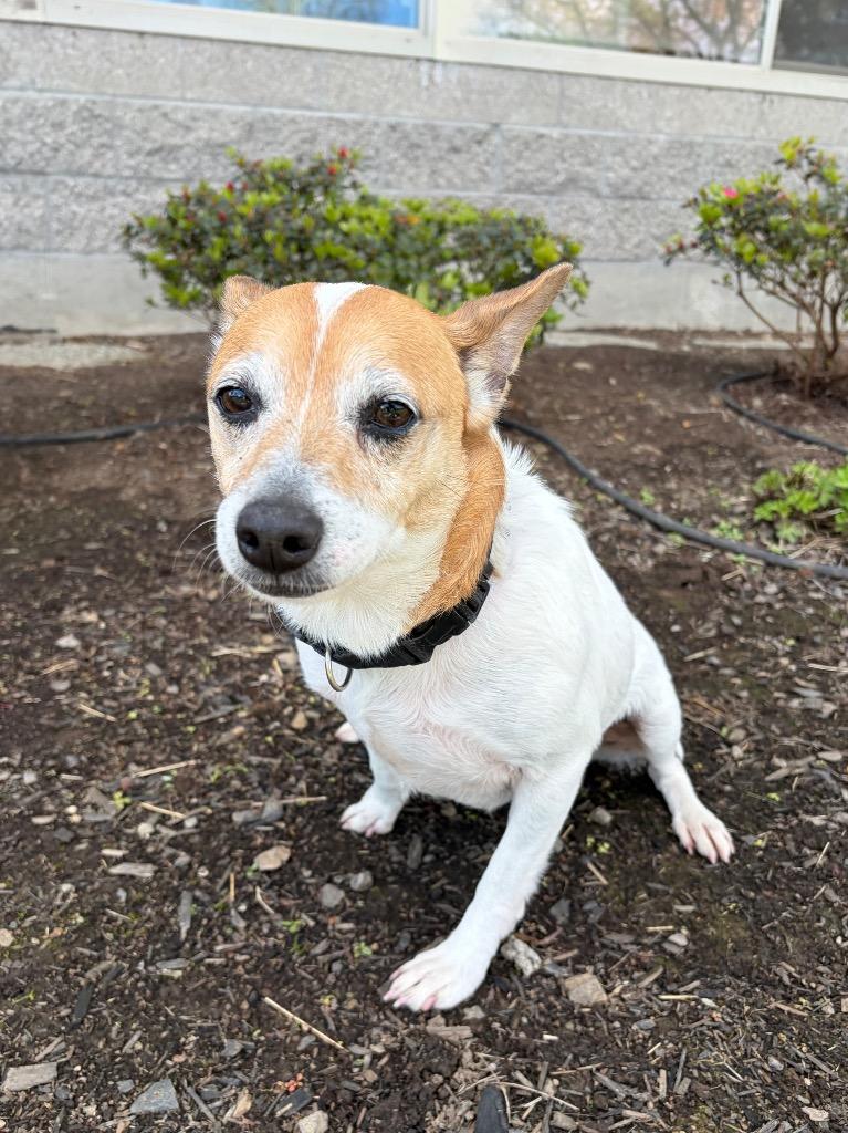 Belle (Muriel), a Adoptable mixed breed in Newberg, OR image 6/6