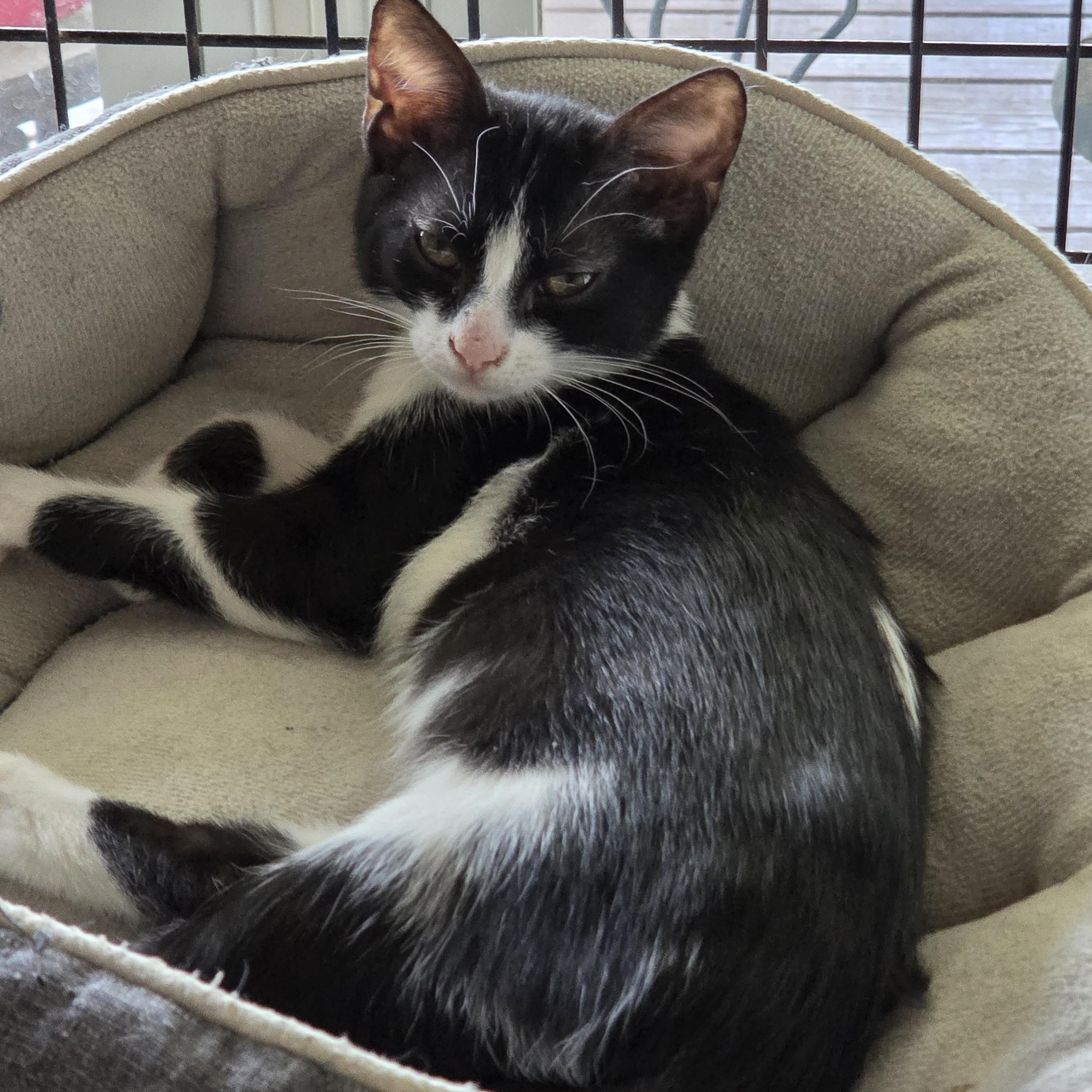 Minnie Domestic Short Hair Cat