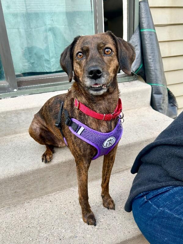 Mona, Adoptable, Adult Female Hound & Mixed Breed.