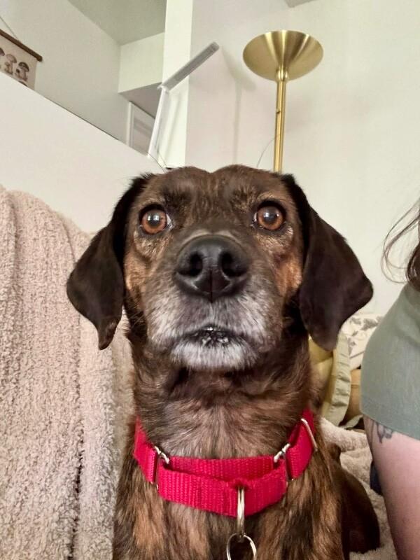 Mona, Adoptable, Adult Female Hound & Mixed Breed.