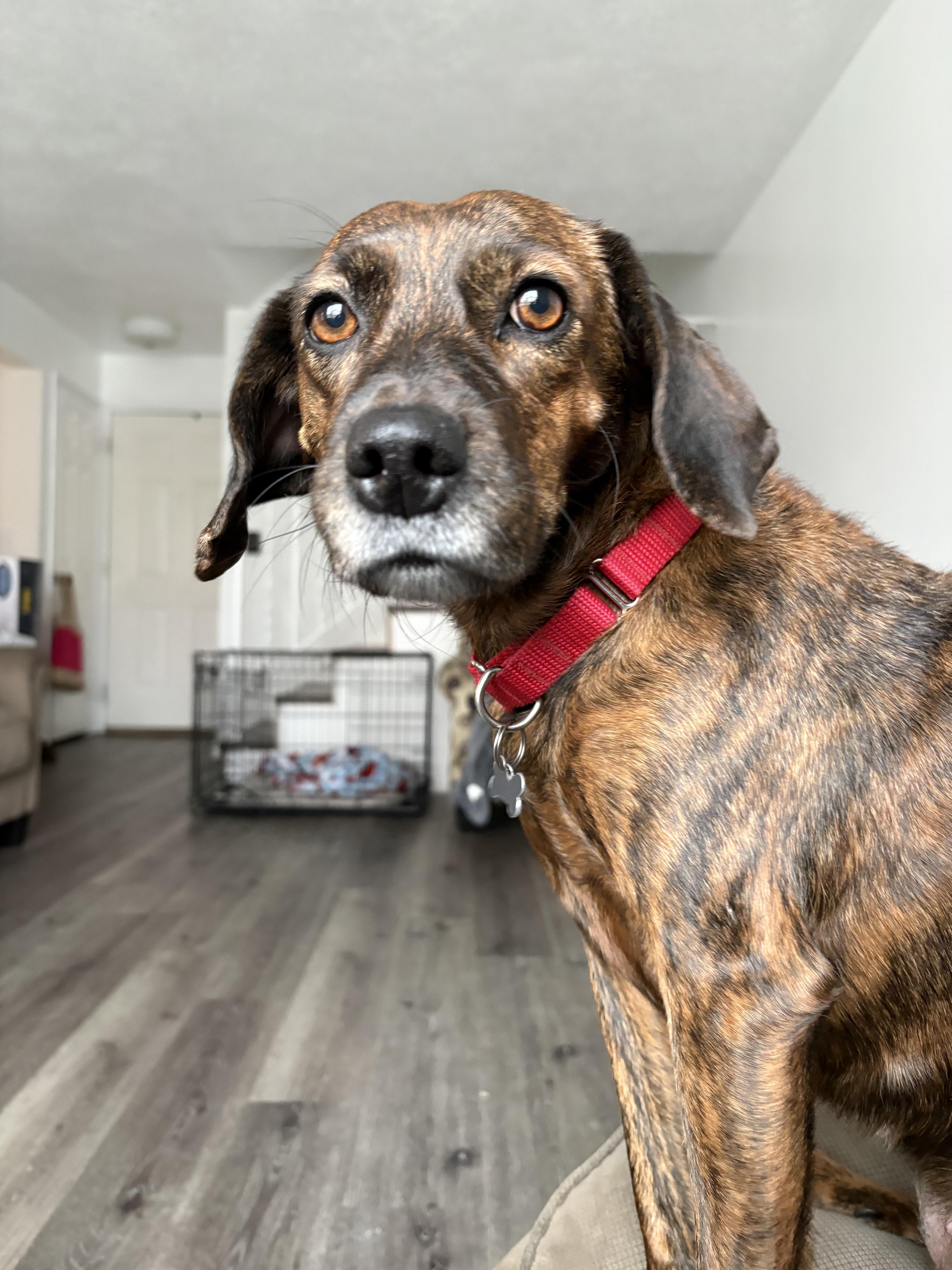 Mona, a Adoptable mixed breed in Fruit Heights, UT image 2/6