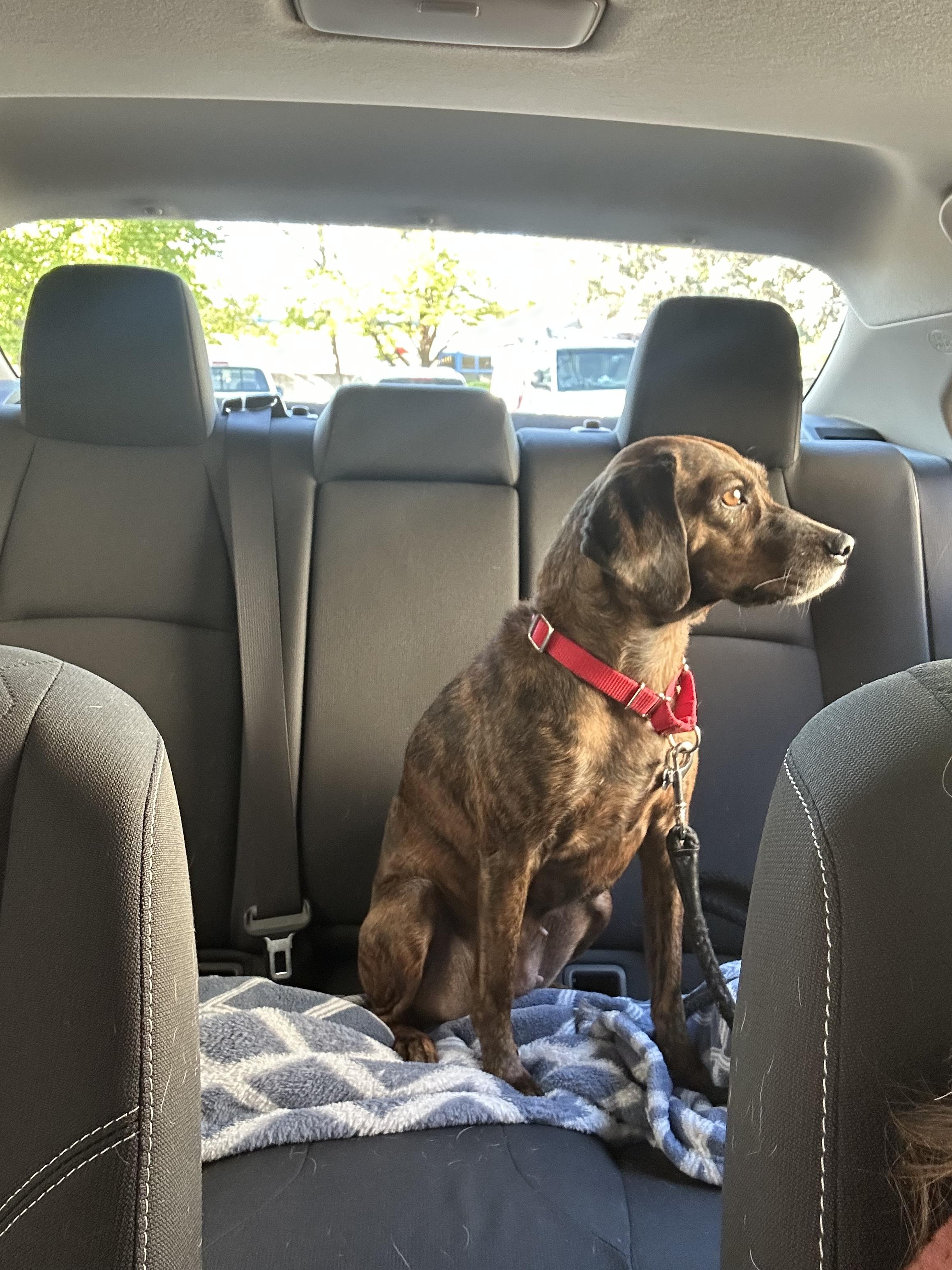 Enlarge Mona, a Adoptable mixed breed in Fruit Heights, UT image 2/6