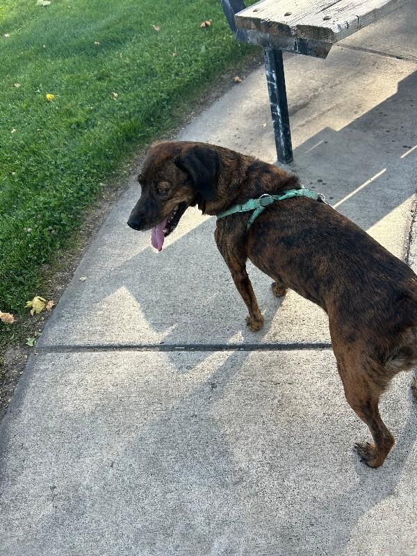 Mona, Adoptable, Adult Female Hound & Mixed Breed.