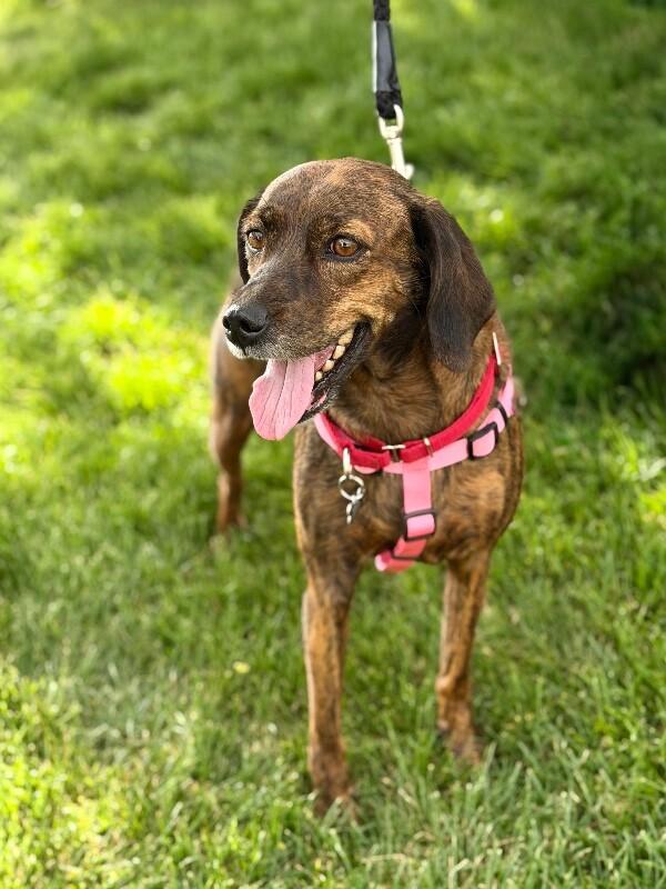 Enlarge Mona, a Adoptable mixed breed in Fruit Heights, UT image 3/6
