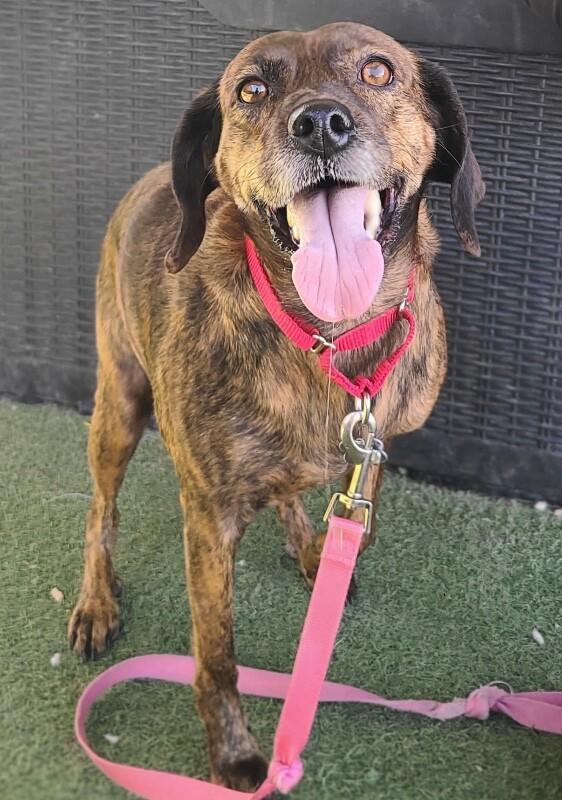 Enlarge Mona, a Adoptable mixed breed in Fruit Heights, UT image 2/3