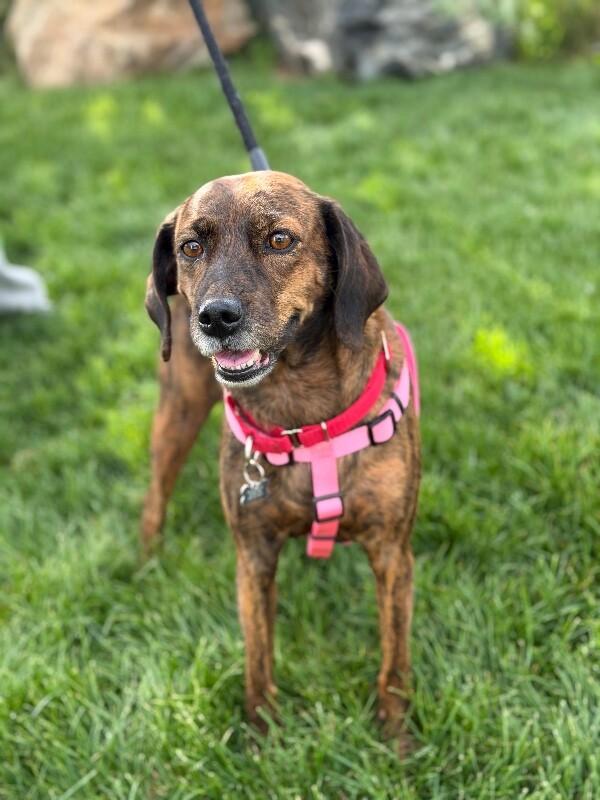 Mona, a Adoptable mixed breed in Fruit Heights, UT image 4/6