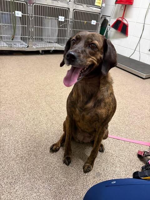 Enlarge Mona, a Adoptable mixed breed in Fruit Heights, UT image 3/3