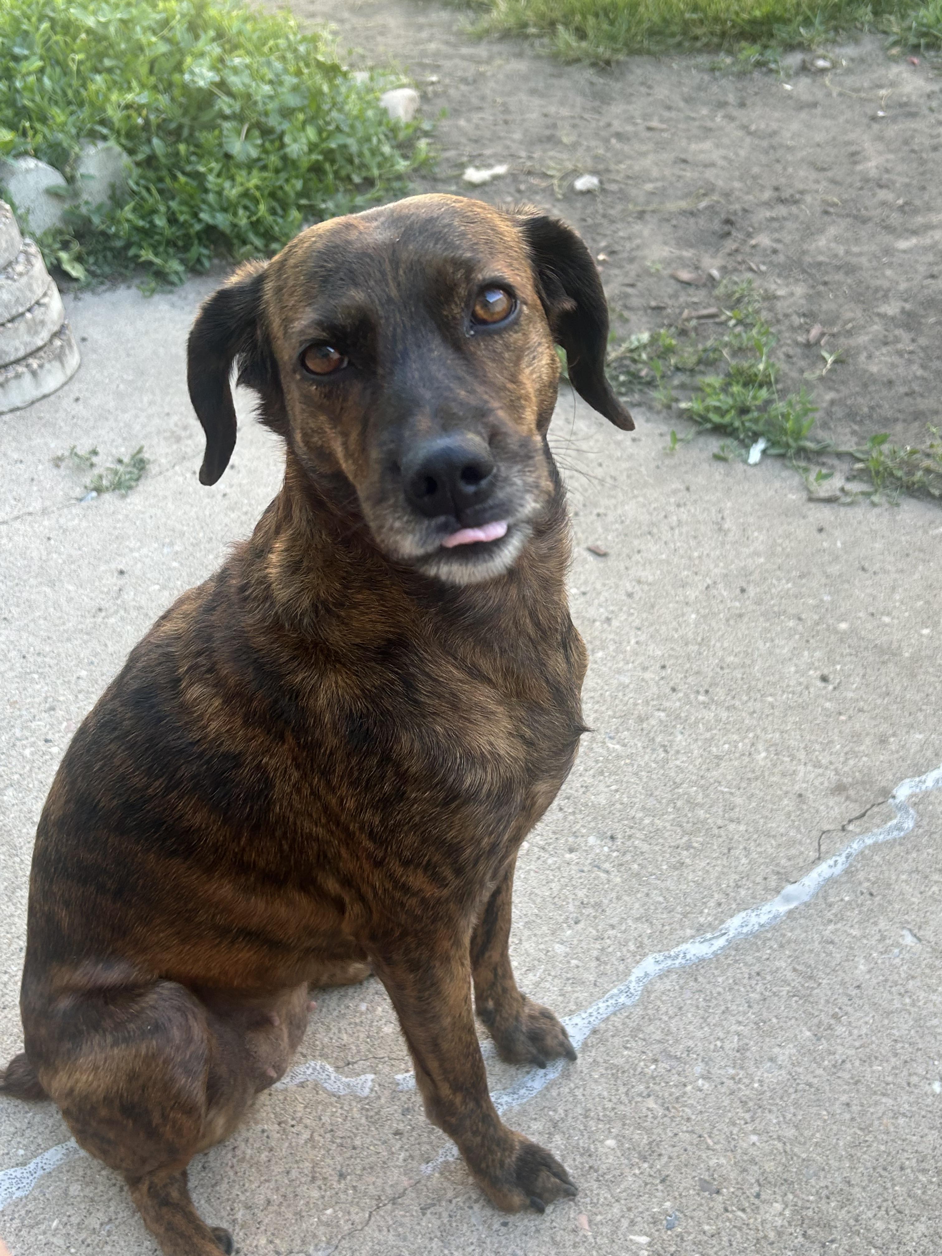 Mona, a Adoptable mixed breed in Fruit Heights, UT image 5/6