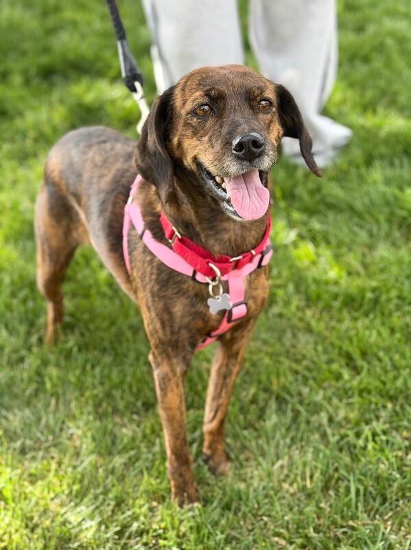 Enlarge Mona, a Adoptable mixed breed in Fruit Heights, UT image 5/6