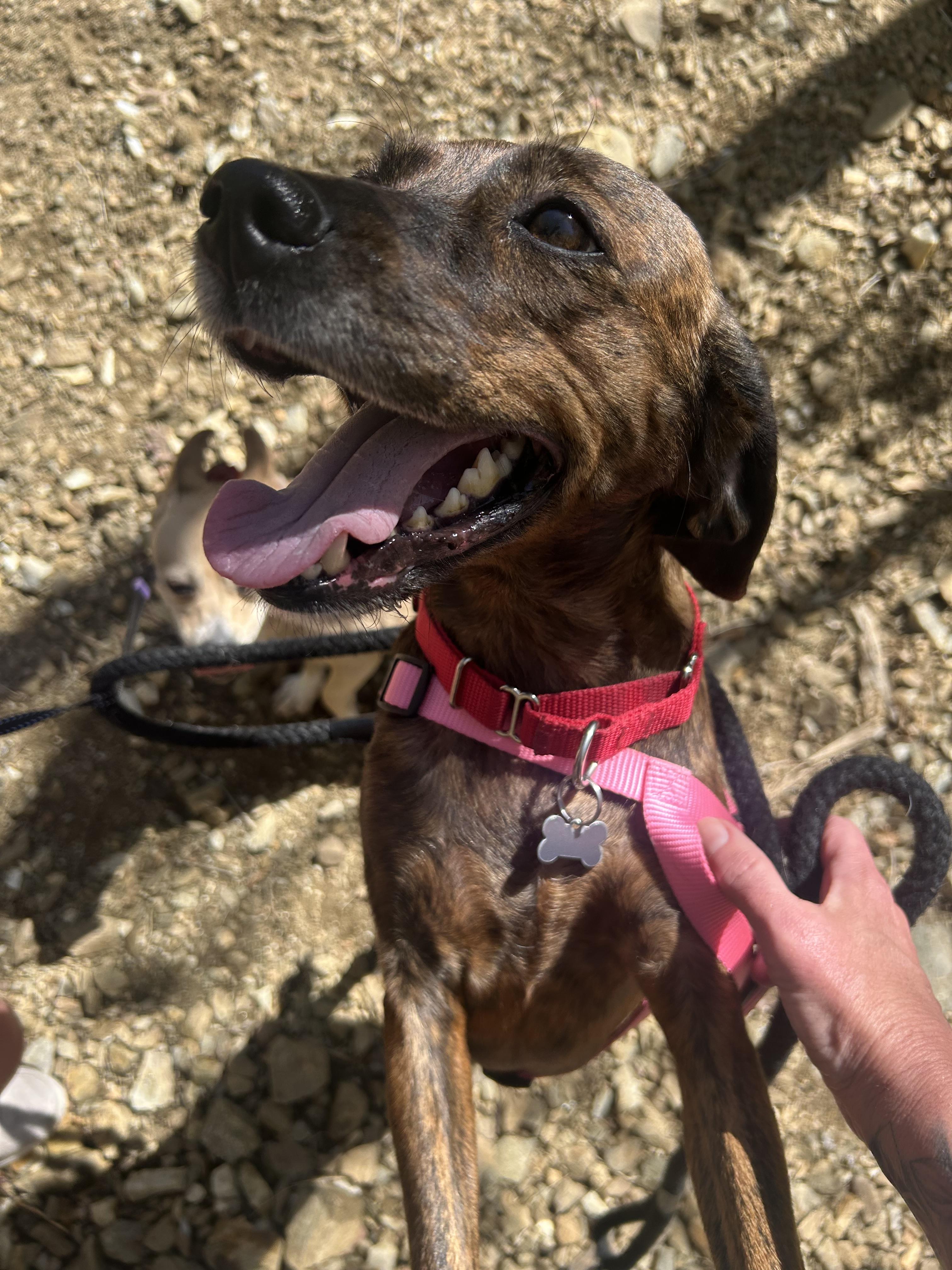 Enlarge Mona, a Adoptable mixed breed in Fruit Heights, UT image 6/6