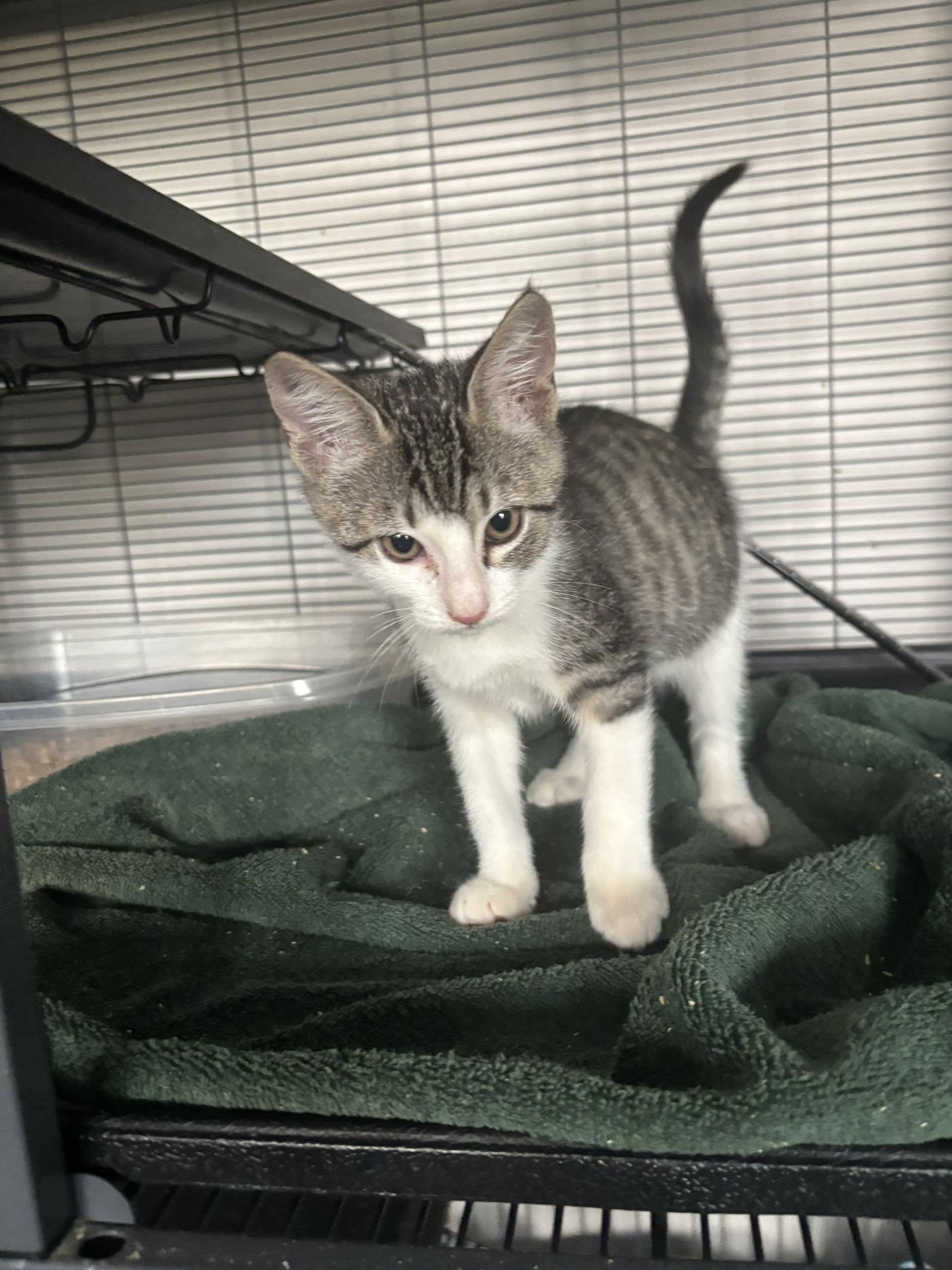 Enlarge John 7.25.26, a Adoptable Domestic Short Hair in Apopka, FL image 1/3