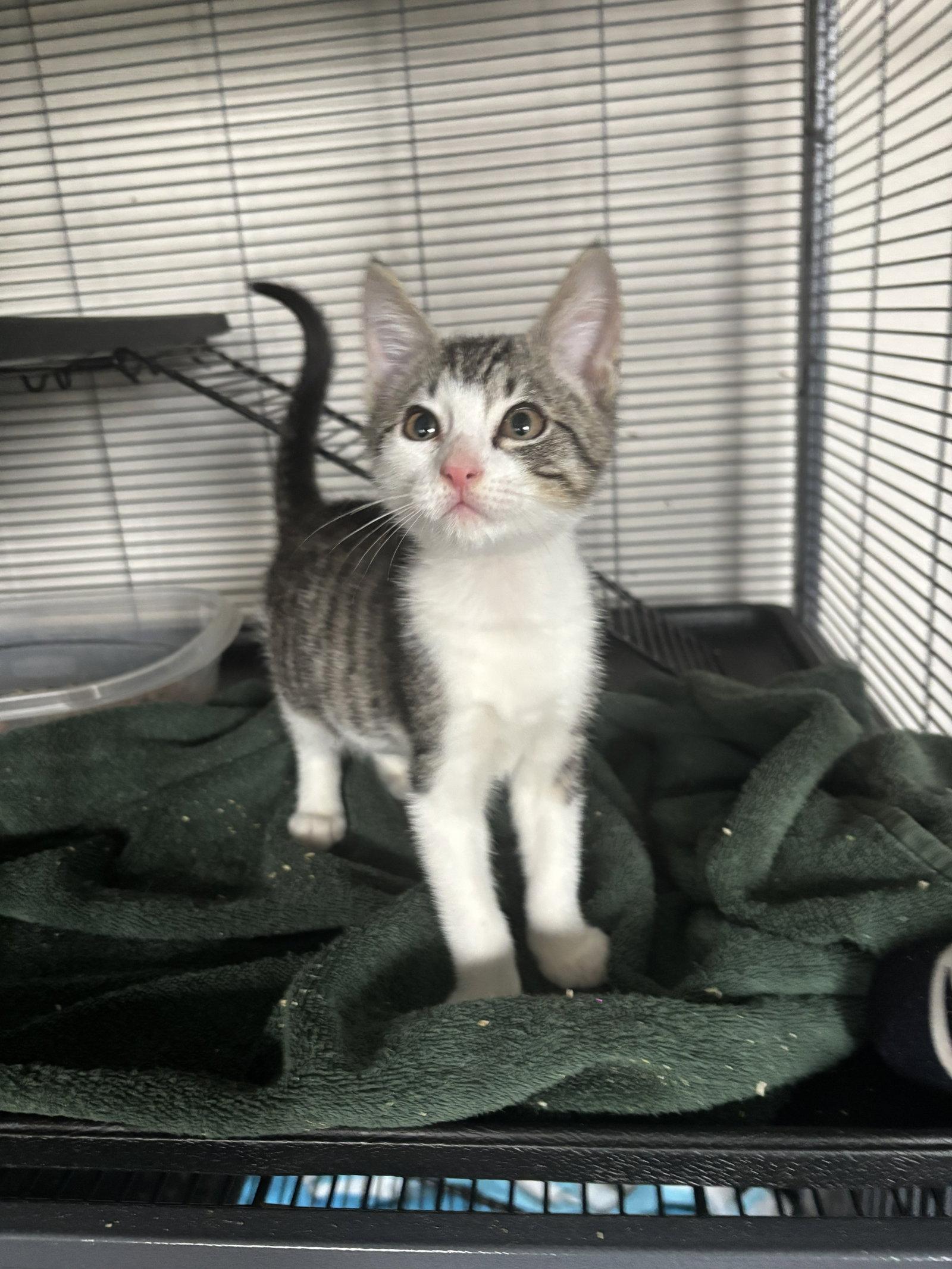 Enlarge John 7.25.26, a Adoptable Domestic Short Hair in Apopka, FL image 2/3