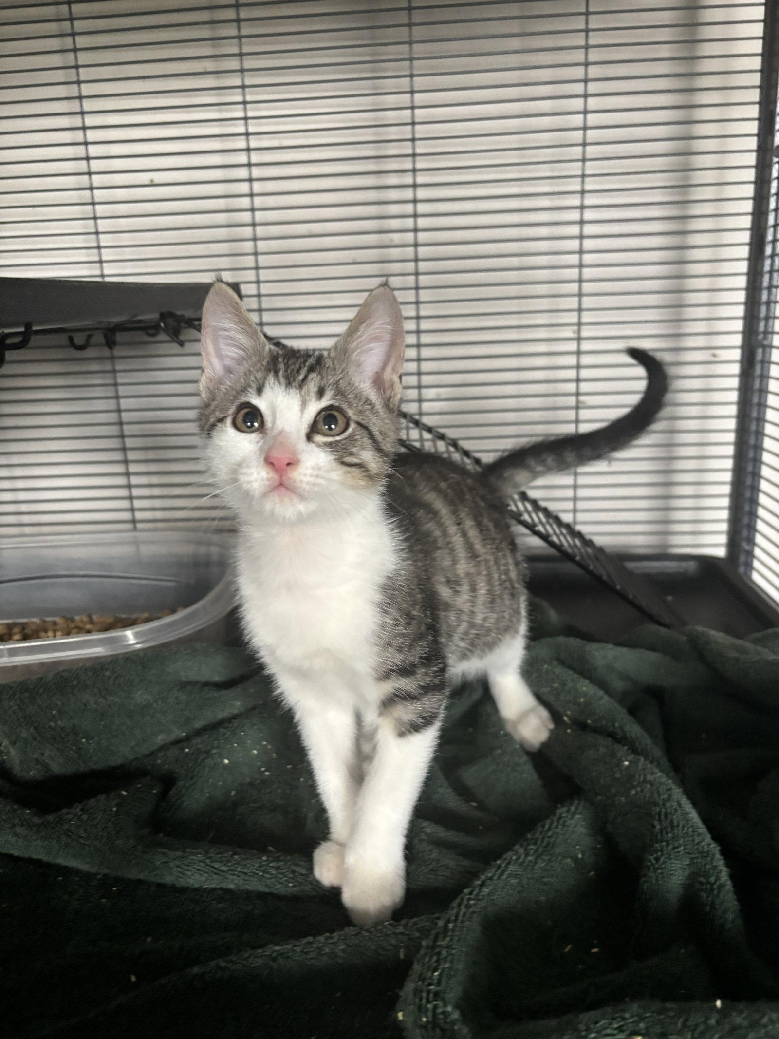 Enlarge John 7.25.26, a Adoptable Domestic Short Hair in Apopka, FL image 3/3