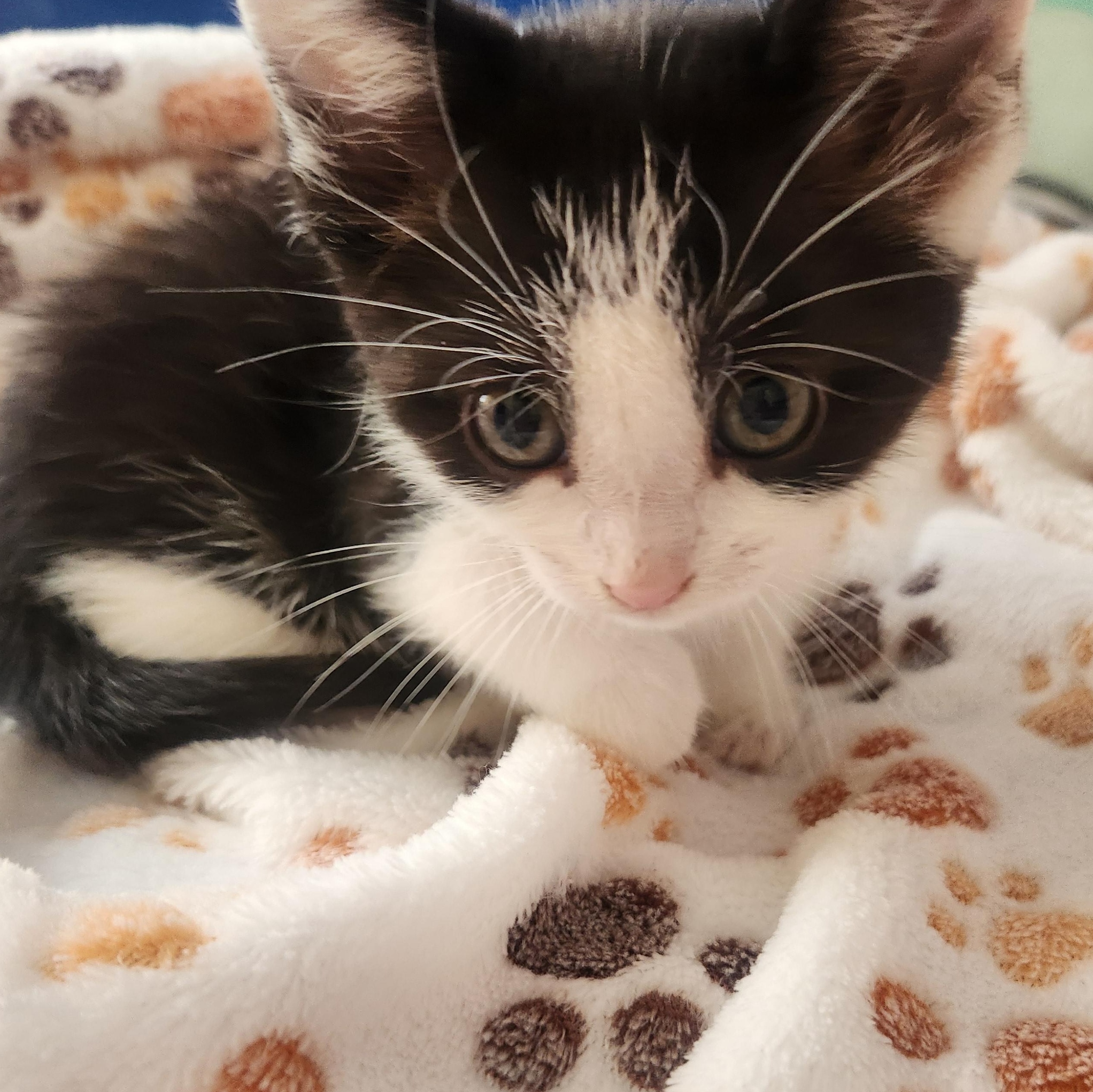 Enlarge Chanel (A140410), a ADOPTABLE Tuxedo in Burbank, CA image 4/6